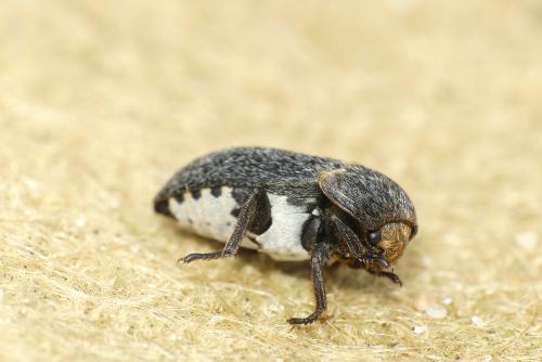 Dermestes laniarius